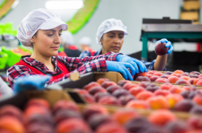 RECRUITING DAY OP KIWI SOLE: OPPORTUNITÀ DI LAVORO NEL SETTORE AGROALIMENTARE